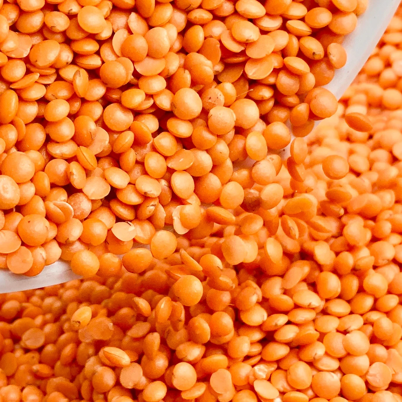 MASOOR DAAL